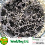 บริษัทกำจัดปลวกนนทบุรี ฉีดปลวกนนทบุรี เวิล์ดบั๊ก