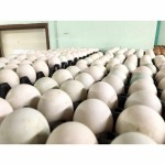 ขายไข่เป็ด กรุงเทพ - ณิชากมลไข่สด-พรชัย บุญส่งฟาร์ม (ขายส่งไข่ไก่)