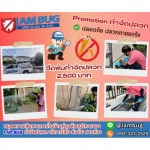 กำจัดปลวก ปทุมธานี - กำจัดปลวก เหยื่อกำจัดปลวก ปทุมธานี - ไอ แอม บัก