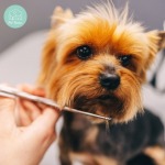 ร้านตัดขนสุนัขใกล้ฉัน - รับฝาก ตัดขน สุนัข และแมว - Pet Relax