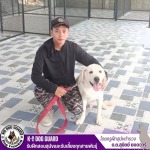 รับฝึกสอนสุนัขและรับเลี้ยงทุกสายพันธุ์