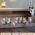 Dog Cafe Bkk - CORGI IN THE GARDEN