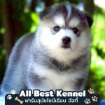 จําหน่ายลูกสุนัขไซบีเรียน - ฟาร์มสุนัข ไซบีเรียน ฮัสกี้ - Allbest Kennel