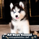 ไซบีเรียนแท้จากฟาร์ม - ฟาร์มสุนัข ไซบีเรียน ฮัสกี้ - Allbest Kennel