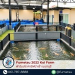 รับฝากเลี้ยงปลาคาร์ฟ - ฟาร์มปลาคาร์ฟนำเข้าจากญี่ปุ่นแท้ 100% - Fumetsu Koi Farm