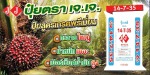 ปาล์มขาดธาตุอาหาร - J J Southern Co.,Ltd.