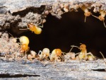 บริษัทจำกัดปลวกขอนแก่น - Racha Pest Control (Thailand) Co Ltd