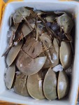 จำหน่ายกุ้ง ราคาส่ง - ขายส่งอาหารทะเลสด อาหารแช่แข็งทุกชนิด มหาชัย - มาวินซีฟู้ดส์