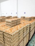 จำหน่ายไข่ไก่ทุกเบอร์ - Egg Farm 