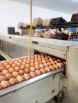 แหล่งขายไข่ไก้ราคาถูก - Egg Farm 
