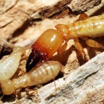 บริษัทกำจัดปลวก ขอนแก่น - บริษัทกำจัดปลวก ราคาถูก ขอนแก่น