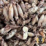 ขายส่งอาหารทะเลแห้ง - ศรีจันทร์พานิช