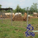 รั้วล้อมวัว - บริษัท บุนย์วานิช อินเตอร์เนชั่นแนล จำกัด