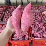 มันสีส้มโอกินาว่า - ไร่มันหวานเนื้อส้ม-โอกินาว่า ราคาถูกไร่วิจิตรา