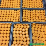 รับผลิตสบู่ก้อน ราคาถูก - บริษัท สยามเอเชี่ยน โซฟ เอ็นเตอร์ไพรส์ จำกัด