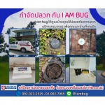 กำจัดปลวกรังสิต - กำจัดปลวก เหยื่อกำจัดปลวก ปทุมธานี - ไอ แอม บัก