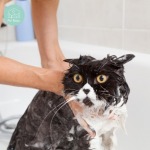 อาบน้ำตัดขนแมวใกล้ฉัน - รับฝาก ตัดขน สุนัข และแมว - Pet Relax