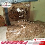 รับกำจัดปลวกเร่งด่วน ธนบุรี - บริษัทกำจัดปลวก ฝั่งธนบุรี - ธรรมบัวชา