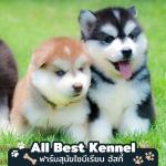ฟาร์มขายไซบีเรียนฮัสกี้นนทบุรี - ฟาร์มไซบีเรียนเกรดไฮเอน - Allbest Kennel