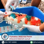 รักษาปลาคาร์ฟป่วย
