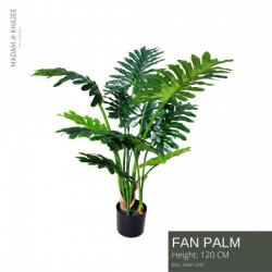 ต้นปาล์มใบพัดปลอม