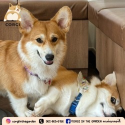 Dog Cafe Bkk