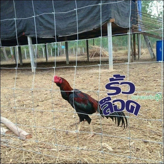 ทำรั้วล้อมไก่ ทำรั้วล้อมไก่  หารั้วล้อมไก่ 