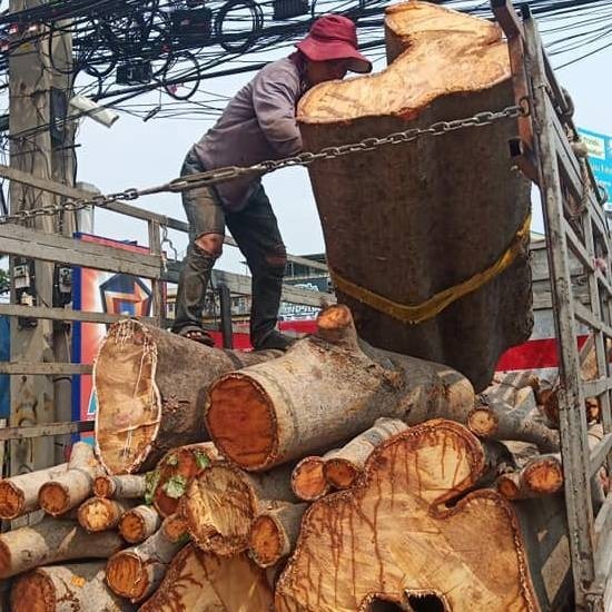 รับตัดต้นไม้ใหญ่ทุกชนิด รับตัดต้นไม้ใหญ่ทุกชนิด 