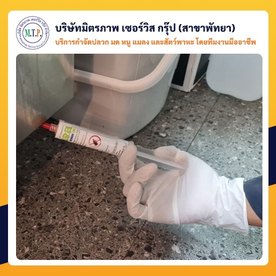 กำจัดแมลงสาบพัทยา กำจัดแมลงสาบพัทยา 