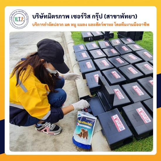 บริษัทกำจัดหนู แมลง ชลบุรี พัทยา บริษัทกำจัดหนู แมลง ชลบุรี-พัทยา 