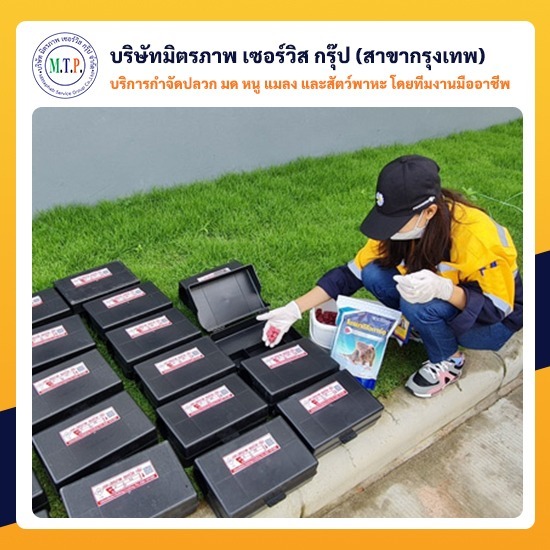 บริษัทรับกำจัดหนู วางเหยื่อล่อหนู กรุงเทพ บริษัทรับกำจัดหนู วางเหยื่อล่อหนู กรุงเทพ 