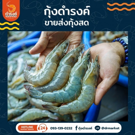 กุ้งสดจากบ่อ กุ้งสดจากบ่อ  ขายส่งกุ้งสดแกะเปลือก  จำหน่ายกุ้งขาวแวนาไมด์  ปลาหมึกสด ราคาส่ง  ร้านขายกุ้งสด  กุ้งราคาส่ง  ร้านขายกุ้งสดใกล้ฉัน  ร้านขายกุ้งแกะเปลือกสมุทรปราการ  ร้านขายกุ้งสดราคาส่งสมุทรปราการ  จำหน่ายกุ้งสดจากบ่อ 