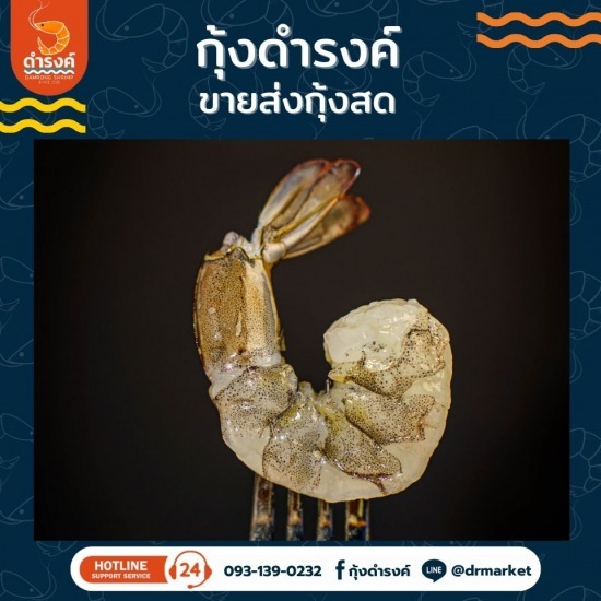 ขายส่งกุ้งสดแกะเปลือก กุ้งสดจากบ่อ  ขายส่งกุ้งสดแกะเปลือก  จำหน่ายกุ้งขาวแวนาไมด์  ปลาหมึกสด ราคาส่ง  ร้านขายกุ้งสดสมุทรปราการ  ขายส่งกุ้งสดราคาส่ง  หาร้านขายกุ้งสดราคาถูก  กุ้วสดจากบ่อราคาถูก  ร้านขายกุ้งสมุทรปราการ  จำหน่ายกุ้งสดราคาถูก 
